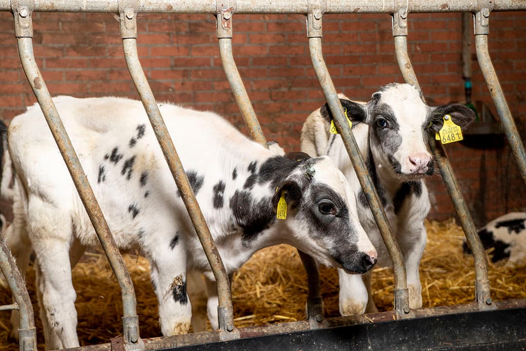 Voor kruislingkalveren bestemd voor de slacht is de afstamming niet belangrijk. - Foto: Frank Uijlenbroek