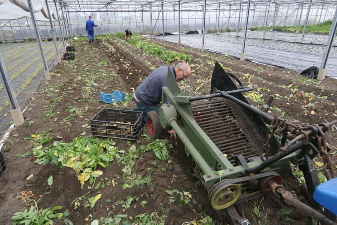 Primeuraardappelteler Jan Goedegebuure in St-Annaland teelt naast de buitenteelt ook op kleine schaal Doré in zijn kassencomplex. Rooien in de kas doet hij op bestelling. - Foto’s: Anton Dingemanse