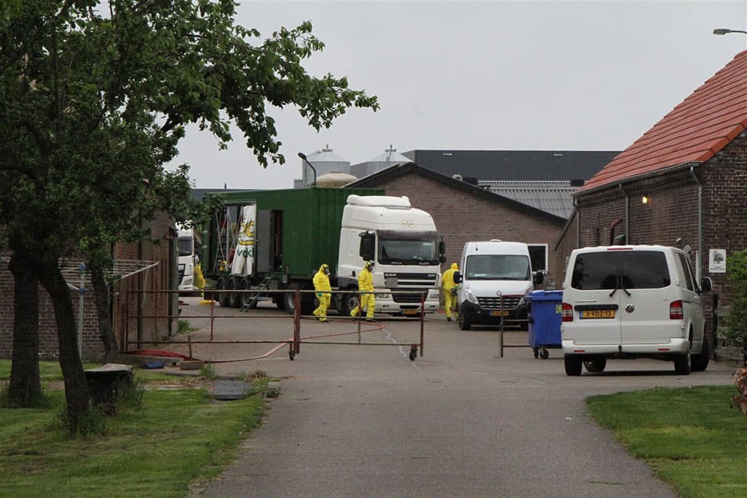 Ruiming na vaststelling vogelgriep in Weert (L.). - Foto: ANP
