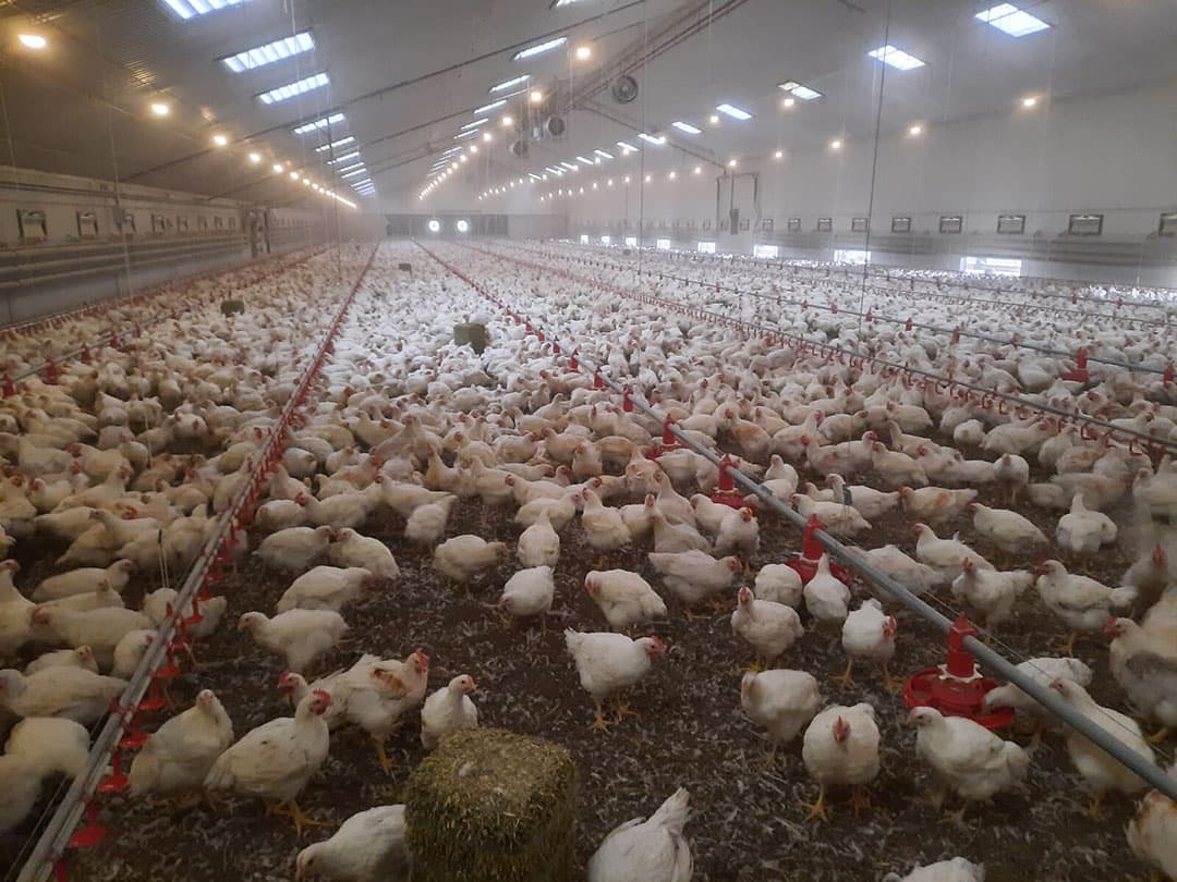 Met de vierde stal erbij sinds vorig jaar ligt het totaal aantal traaggroeiende vleeskuikens nu op 85.000.- Foto: Sieds Binnema