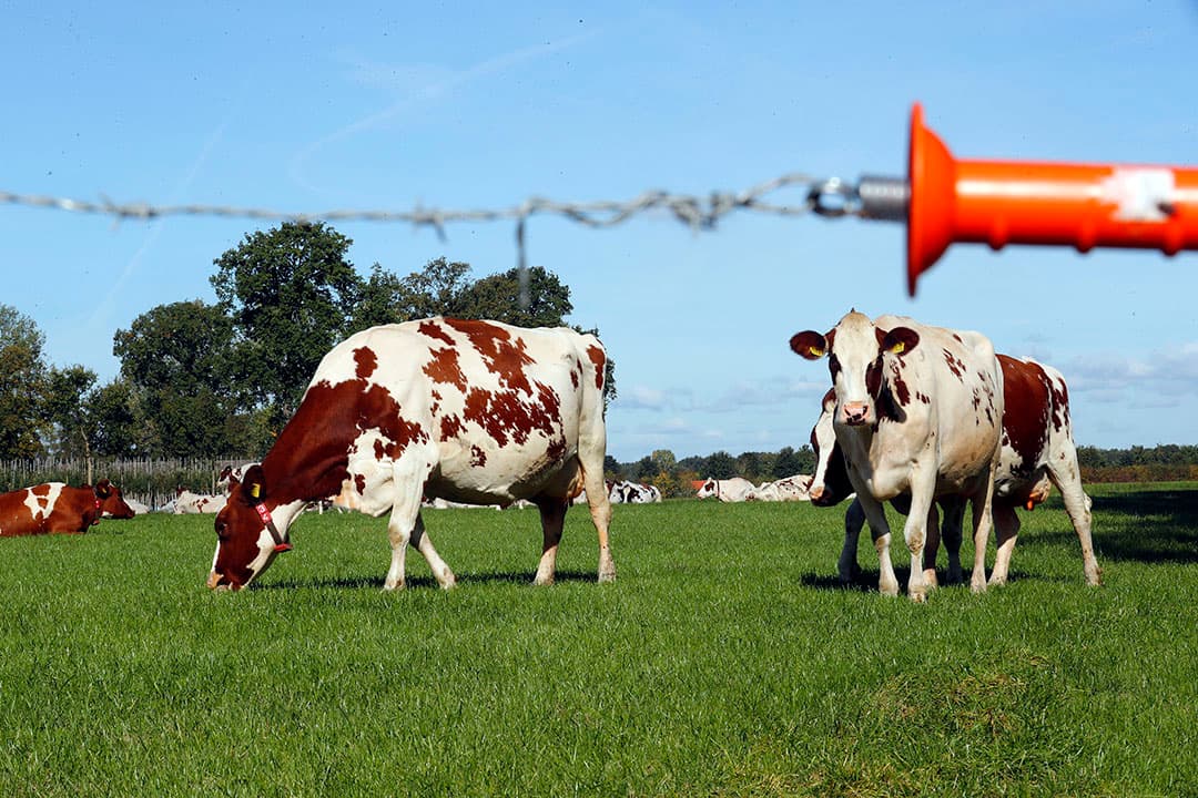 Gegraasd gras kan € 50 tot € 100 goedkoper zijn per ton droge stof, vergeleken met ingekuild gras. Hierin is rekening gehouden met een betere eiwitbenutting en daardoor minder krachtvoer. - Foto: Bert Jansen