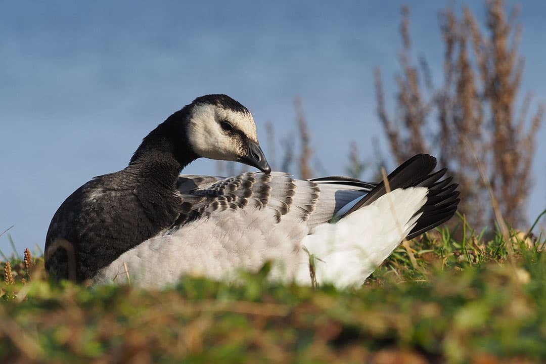 Voor het eerst is het vogelgriepvirus bij de start van het broedseizoen nog steeds in het land. De brandgans speelt daarin een rol. - Foto: Canva