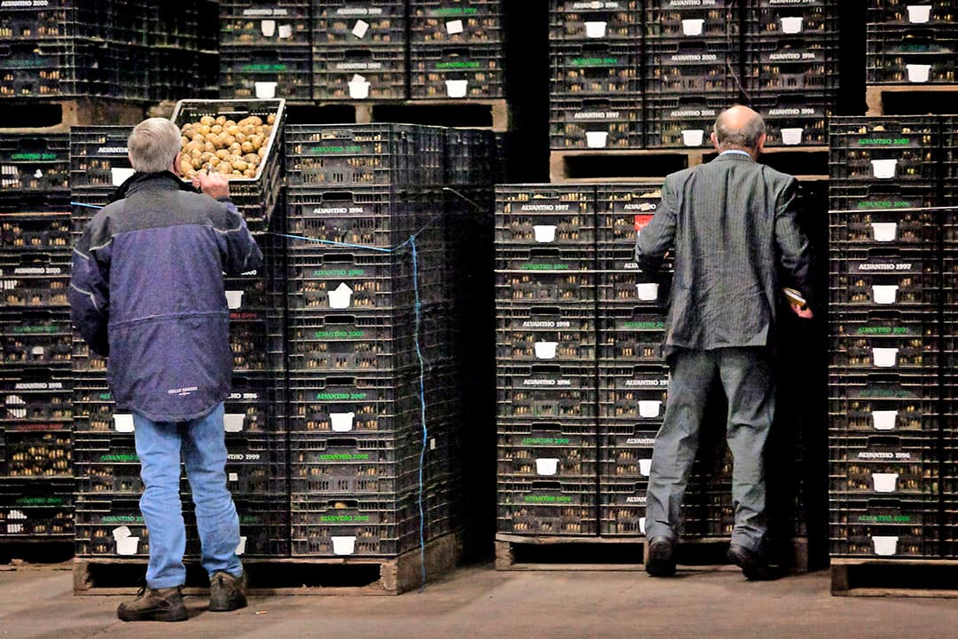Handelaren bekijken de aardappelen die geveild gaan worden. - Foto: Roel Dijkstra