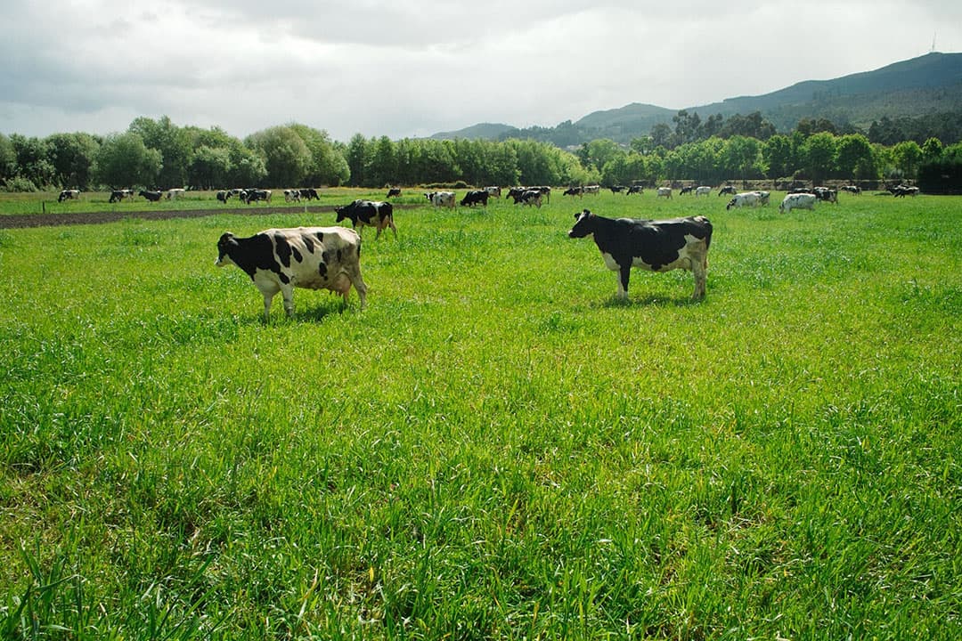 Koeien in Portugal. Volgens cijfers van Milk Market Observatory werd in dit land het minst voor melk betaald in april, vergeleken met andere EU-landen. - Foto: Canva