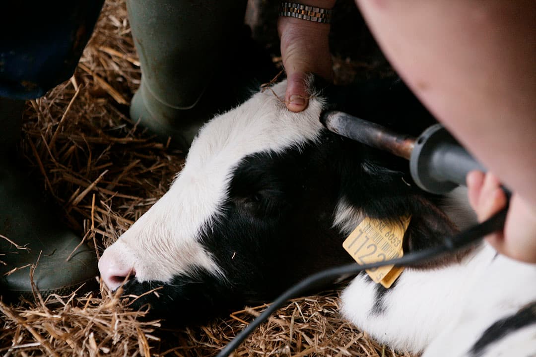 Onthoornen van een kalf onder verdoving. Dit soort ingrepen mogen vanaf 2023 niet meer. - Foto: Michel Zoeter