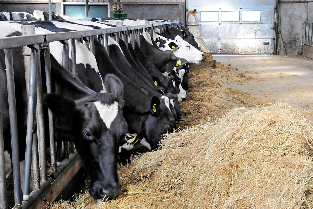De belangrijkste methode om die emissie te beperken is de overmaat aan eiwit in het voer te beperken. - Foto: Fotostudio Wick Natzijl