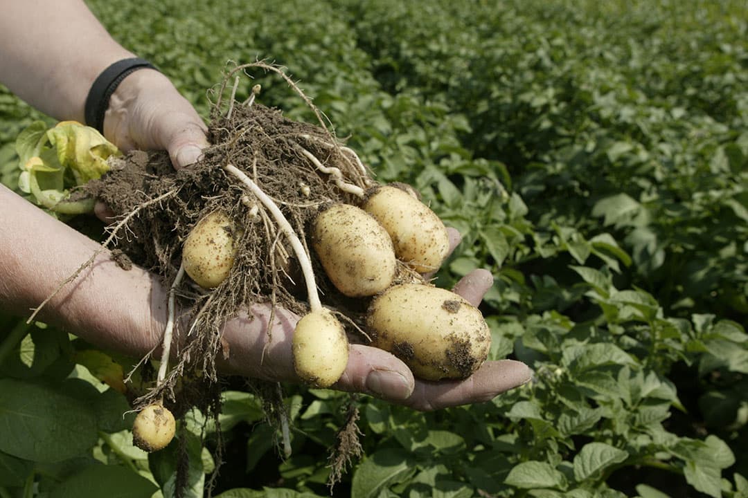 Er zijn meer hectares gepoot met het fritesras Agria. - Foto: Mark Pasveer