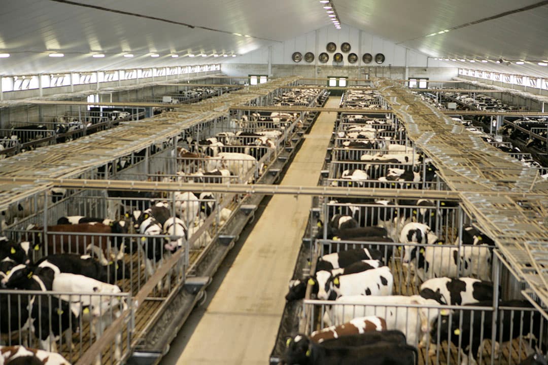 LTO Nederland zet in hun stikstofplan vooral in op innovatie om extra stikstofwinst te boeken, zoals bij deze emissie-arme kalverstal met luchtwassers. - Foto: Henk Riswick