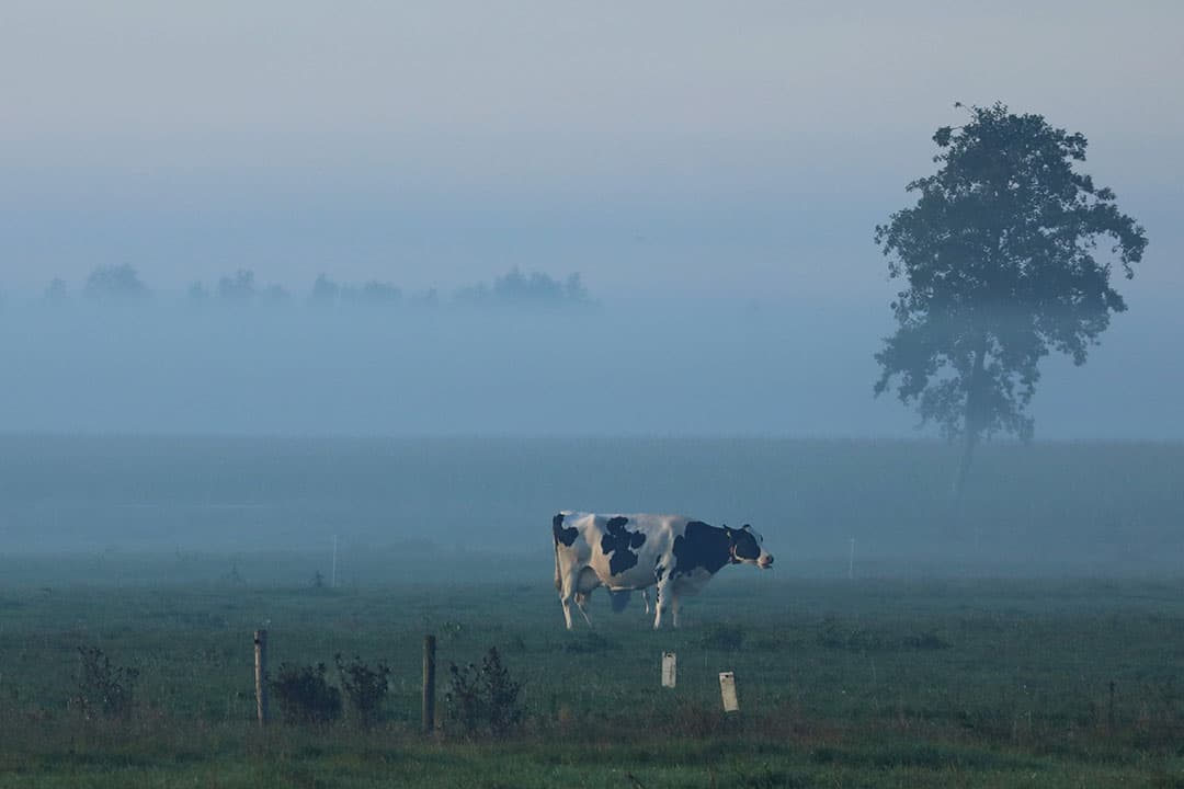 Een koe grazend in de ochtendmist. - Foto: Henk Riswick