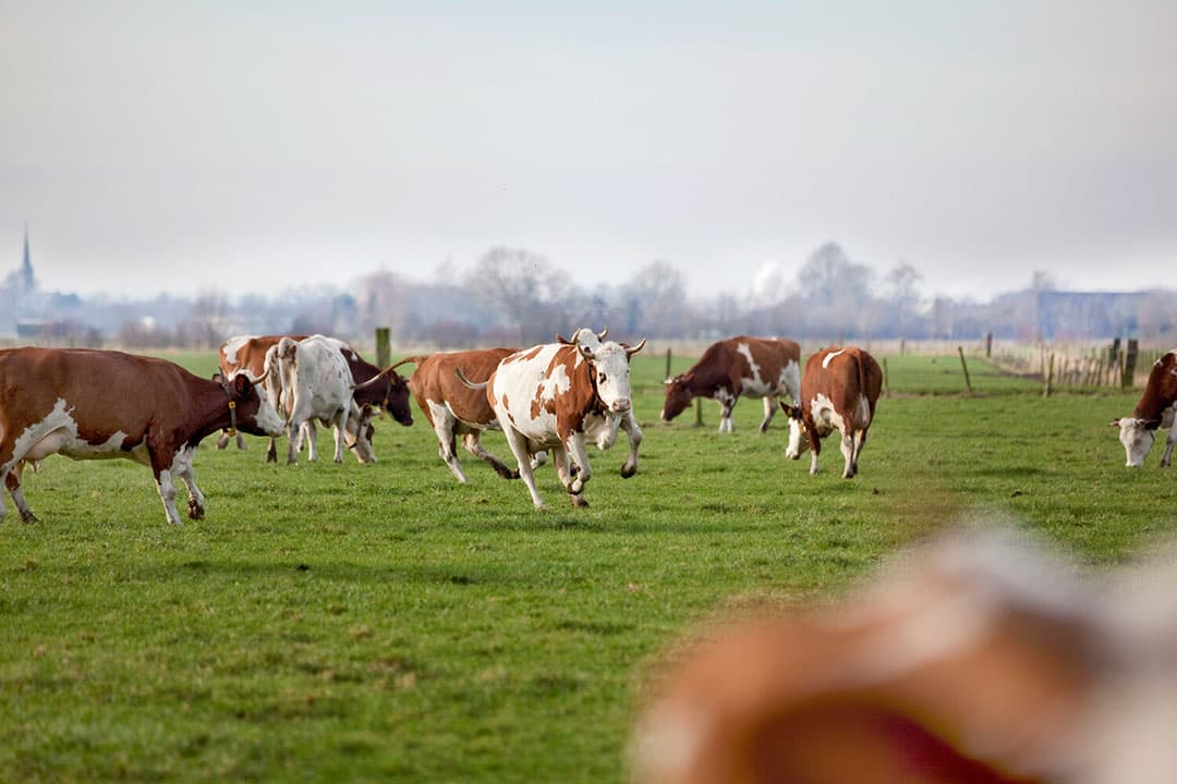 Weidegang - Foto: Jan Willem Schouten