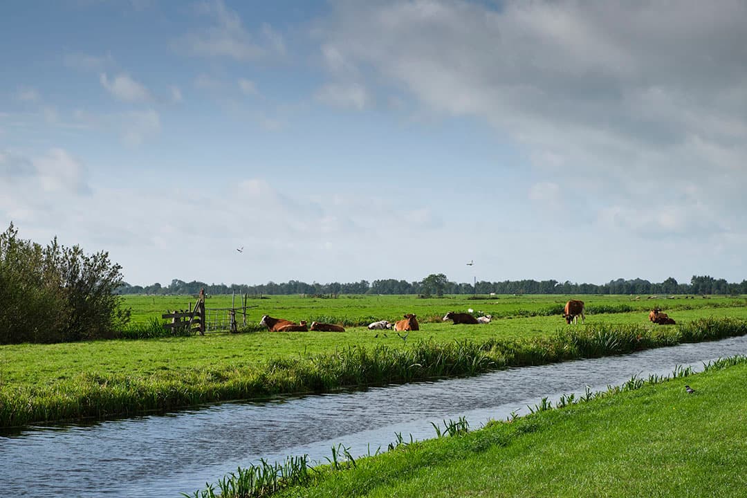 Niet alle transitiepaden zijn overal mogelijk. SER ziet voor veehouders in het Veenweidegebied vooral mogelijkheden om diensten te leveren voor natuur- en landschapsbeheer, waterberging of CO2-opslag. - Fred Libochant