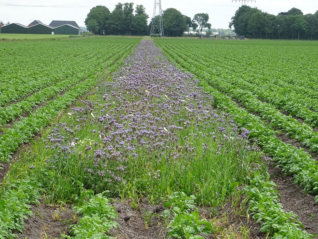 Een drie meter brede meerjarige bloemenstrook voor FAB (Functionele Agro Biodiversiteit) die Mulder voor eigen rekening inzaait (€500 per jaar). In 2020 midden in de aardappelen en dit jaar midden in de bieten. In de strook huizen veel hommels en andere insecten, torren, gaas- en zweefvliegen die helpen in de bestrijding van bladluizen. - Foto: Peter Harry Mulder