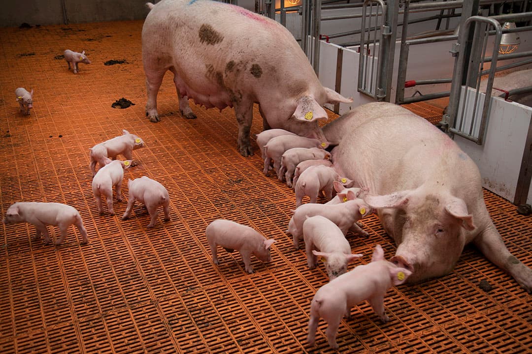 (Groeps)kraamhokken op een varkensbedrijf. - Foto: Hans Banus