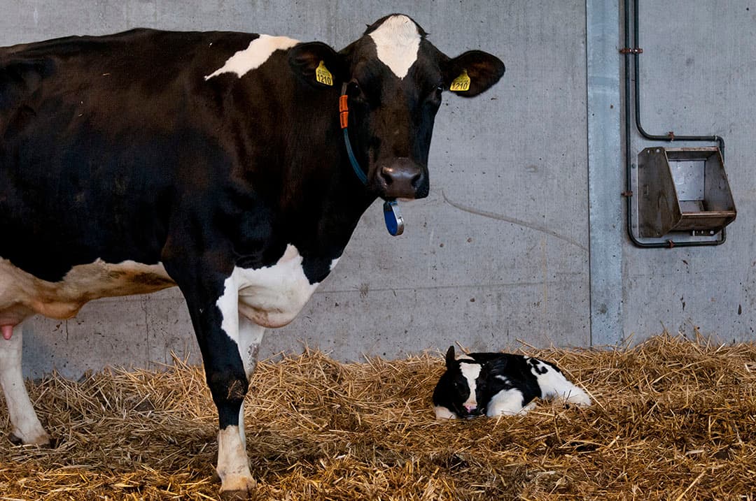 Opstartproblemen bij verse koeien zijn vaak herleidbaar naar een teveel aan energie in het droogstandsrantsoen. - Foto: Fotostudio Wick Natzijl