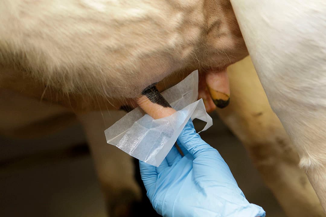Gebruik per speen een ontsmettingsdoekje om de speenpunt te ontsmetten