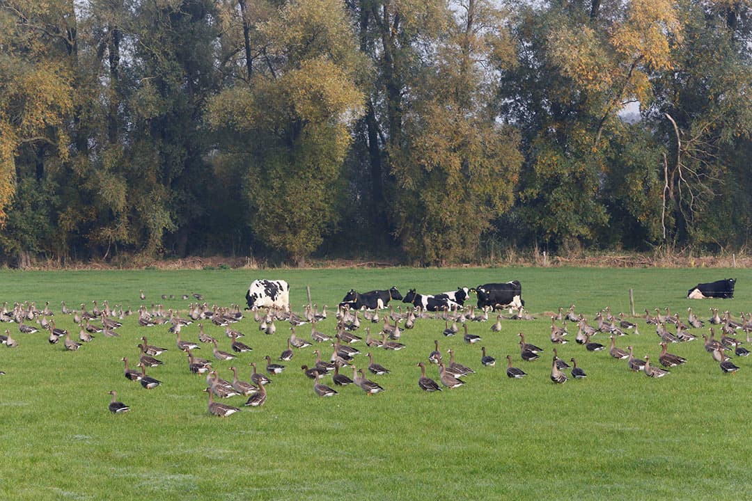 Foto: Henk Riswick