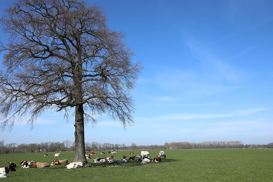 Voorjaar 2021; koeien liggen in de wei. Er is steeds meer kritiek op onze manier van werken, terwijl er qua stikstofuitstoot flinke slagen zijn gemaakt, vindt columist Hans Luijerink. - Foto: Henk Riswick