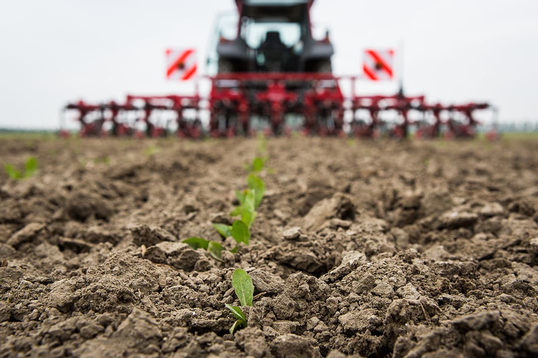 Een cichoreiplantje dat net geschoffeld is. - Foto: Peter Roek