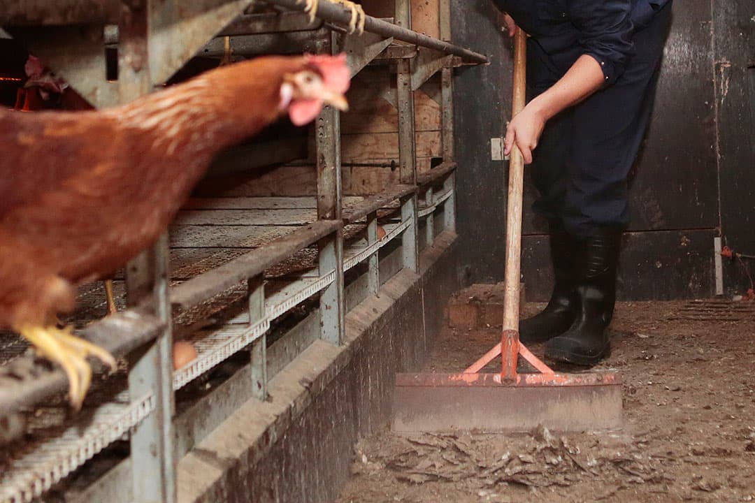 In 2017 hielpen leerlingen van Aeres Barneveld met het verwijderen van mest uit kippenstallen met fipronil. - Foto: Ton Kastermans Fotografie