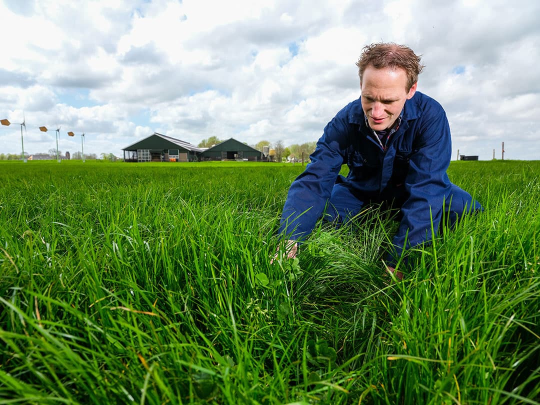 Op 12 mei inspecteerde Thijs Neutel de voortgang van de grasgroei. Het is bijna zover dat het eraf kan. Het is wel even wachten op de juiste weersomstandigheden.