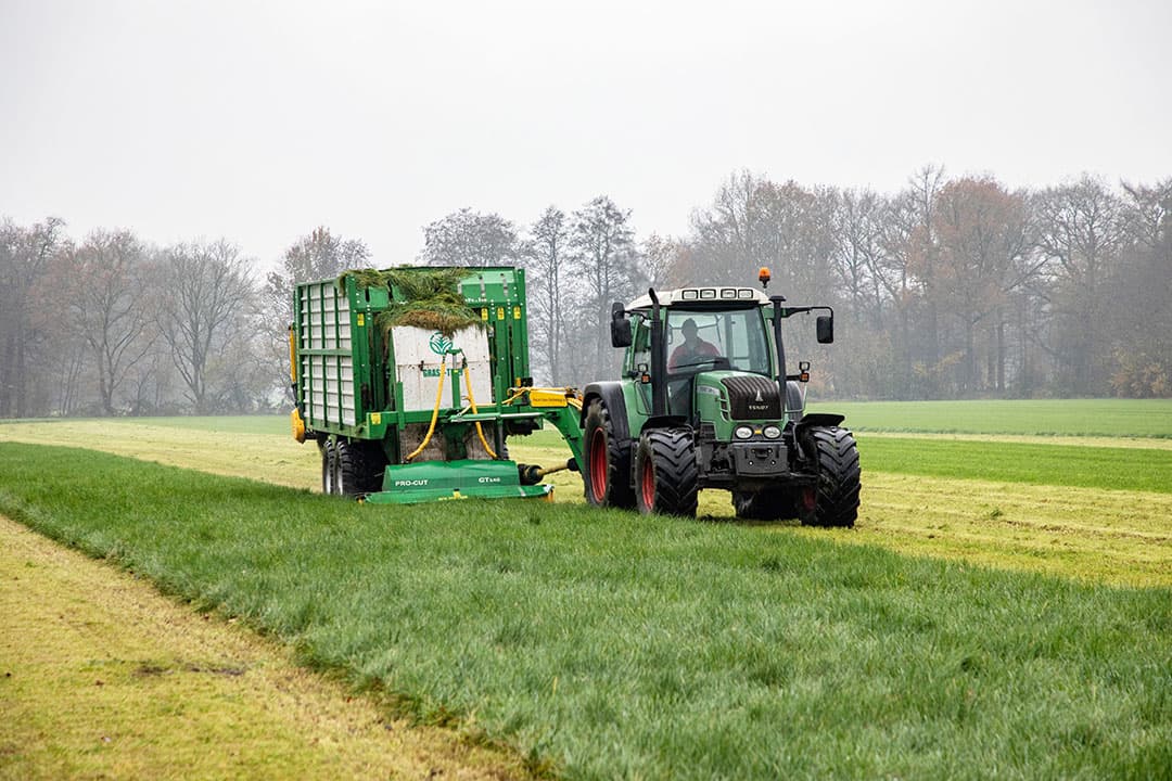 Vers gras maaien en rechtstreeks op stal voeren is weer in opkomst. Rassen met een hoog suikergehalte verbeteren de energie/eiwitverhouding en komen in rantsoenen met veel gras van pas. - Foto: Herbert Wiggerman
