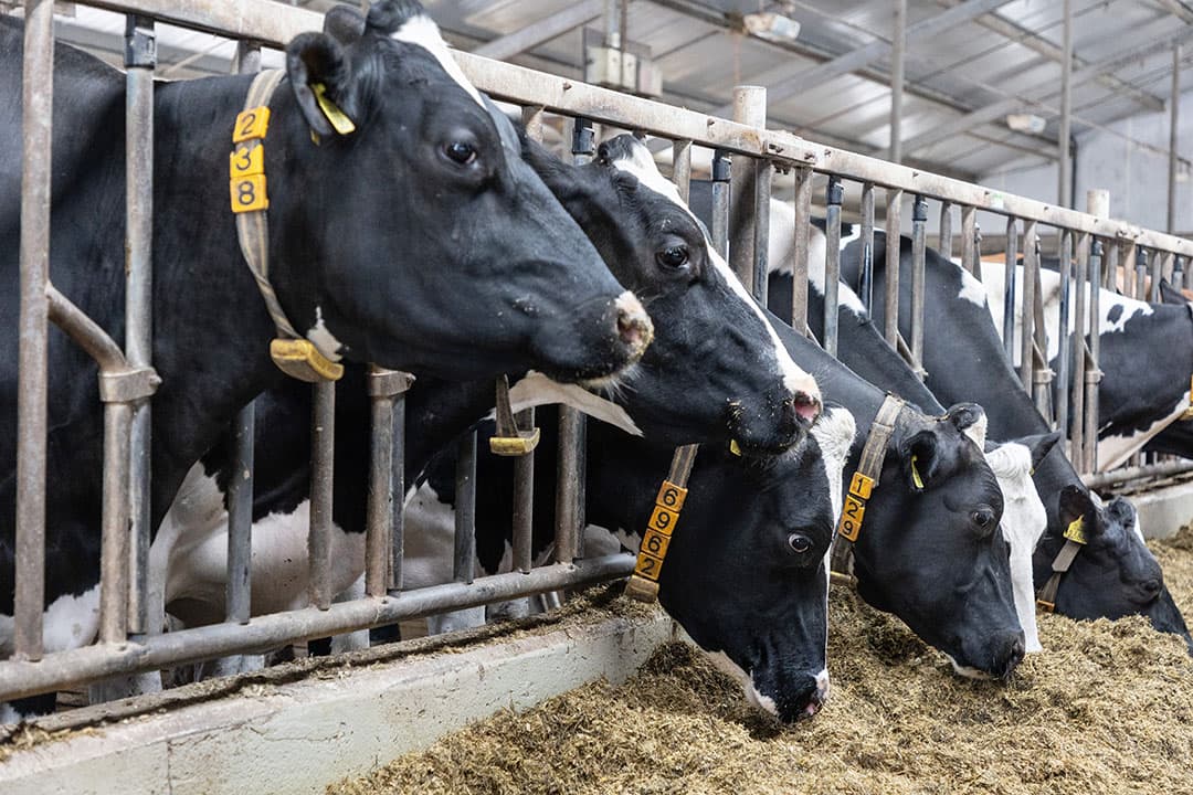 Broeikasgassen komen op verschillende plaatsen vrij. Kooldioxide vooral bij het verbruik van energie; lachgas via de bodem en bemesting. Methaan ontstaat in de mestput en bij de vertering in de koe. - Foto: Herbert Wiggerman