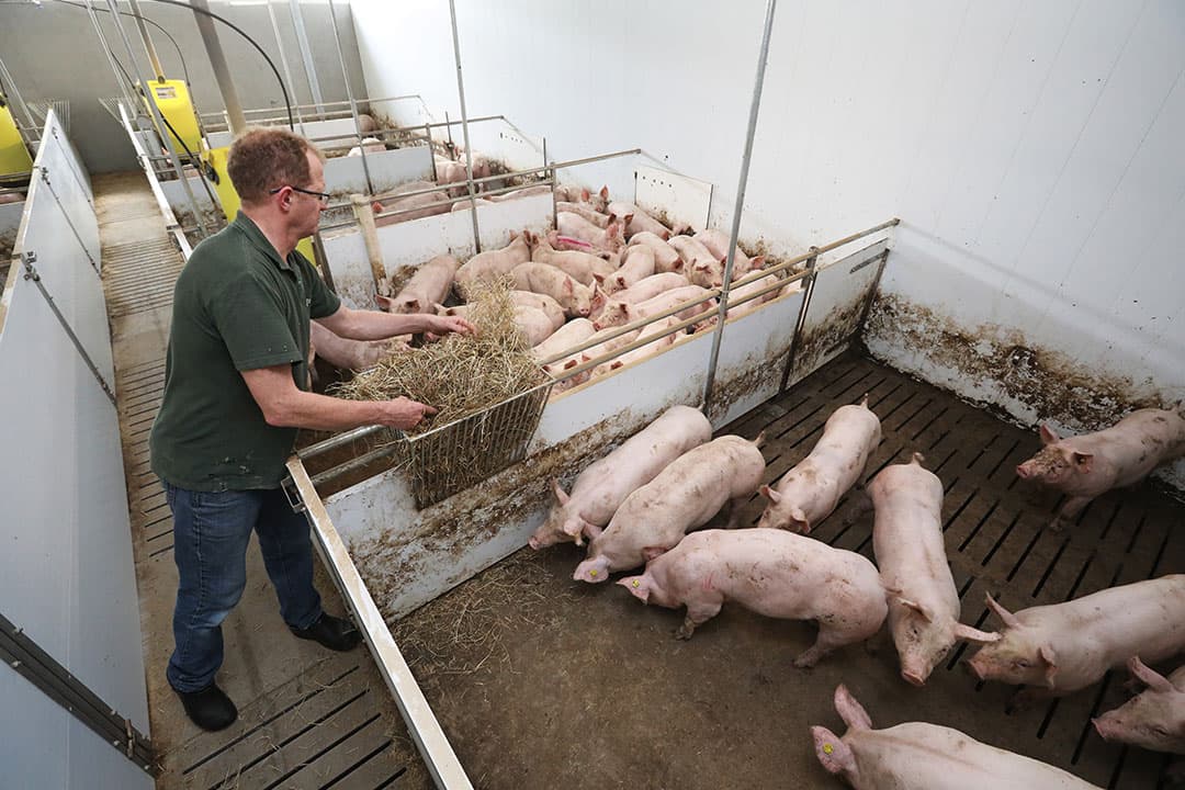 Extra aandacht voor dierenwelzijn in een Beter Leven-vleesvarkensstal. Het mestgedrag wordt gestuurd met hooiruiven boven de dichte vloer en zaagsel op de vloer. - Foto: Henk Riswick