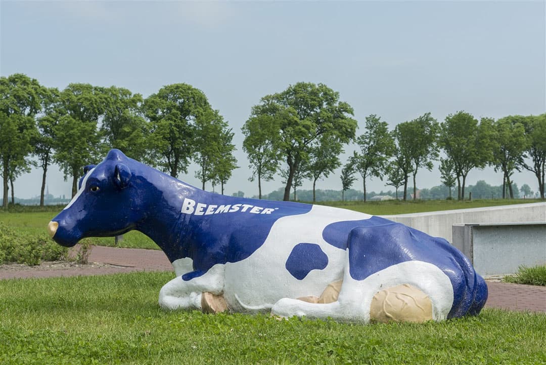 Samen met de veehouders wil Cono invulling geven aan de ambitie om klimaatneutraal kaas te produceren. - Foto: ANP
