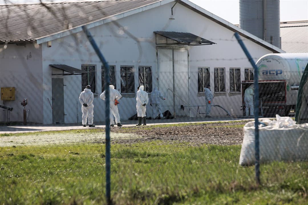 Een kalkoenenbedrijf in het Westen van Polen wordt geruimd na een uitbraak van vogelgriep. - Foto: ANP