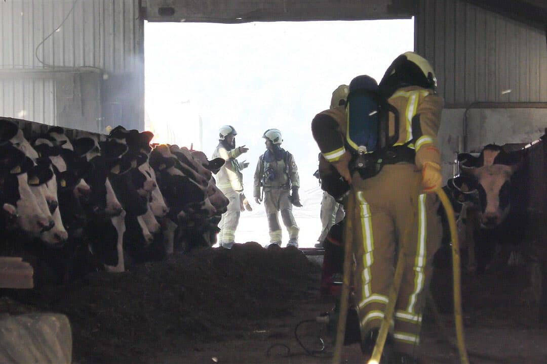 Brand in een rundveebedrijf in Zeyen, afgelopen jaar. De koeien liepen geen gevaar. Branden in melkveestallen eisen relatief minder vaak slachtoffers dan branden in intensieve veebedrijven. - Foto: ANP