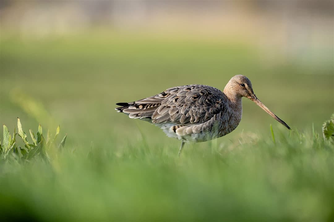 Een grutto. 28% van de gruttonesten worden volgens Sovon Vogelonderzoek beschermd. - Foto: ANP
