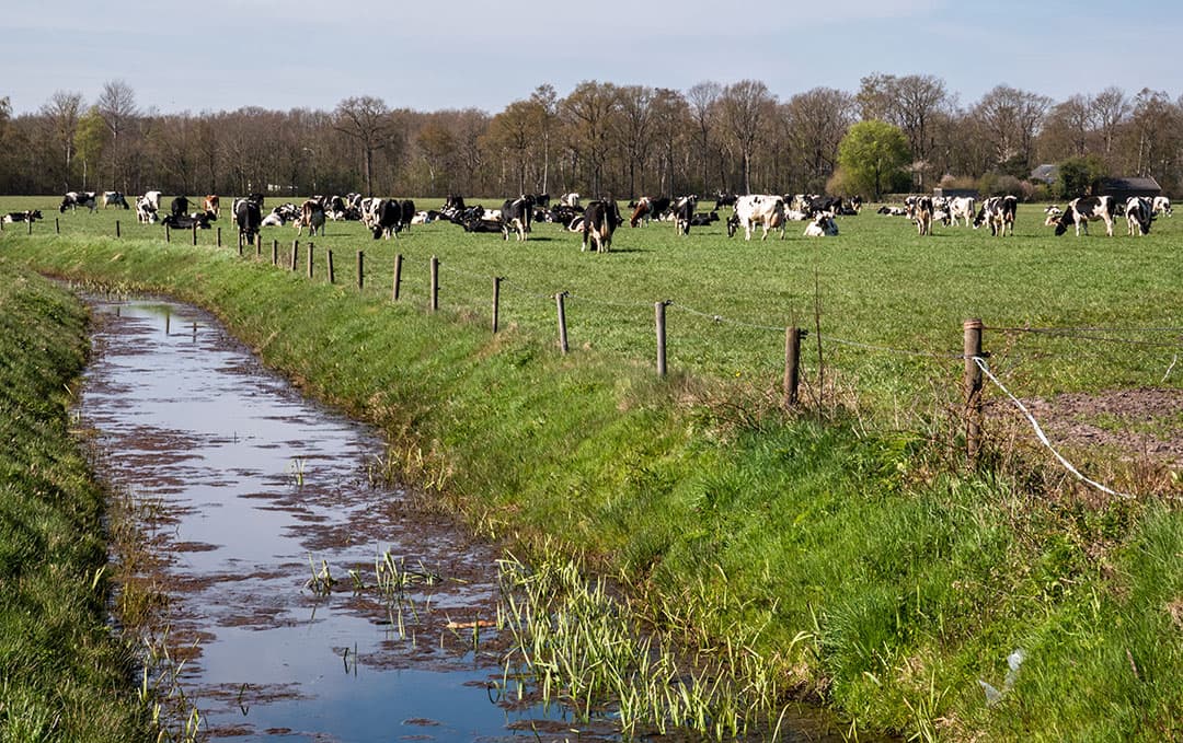 De sloot langs dit weiland in Anderen (Dr.) is goed gevuld. Op veel plekken wordt het waterpeil hoger gehouden dan voorheen, om water beschikbaar te houden. - Foto: ANP