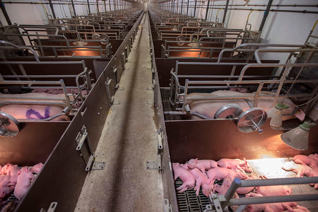 De kraamafdeling van het bedrijf van Straathof in Koningsbosch. Op de bedrijven zijn goede gezondheid en strenge protocollen de standaard. - Foto: ANP
