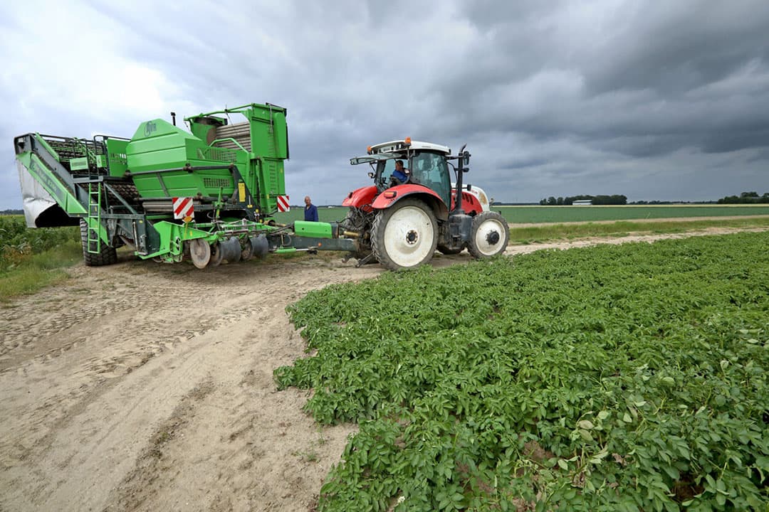 Vroeger vond aardappelteelt plaats in het hele land en vooral daar waar de bevolkingsdichtheid het grootst was. Tegenwoordig zijn aardappelteeltgebieden vaak geconcentreerd op die plaatsen waar het groeiseizoen en klimaat gunstig zijn. - Foto: Henk Riswick