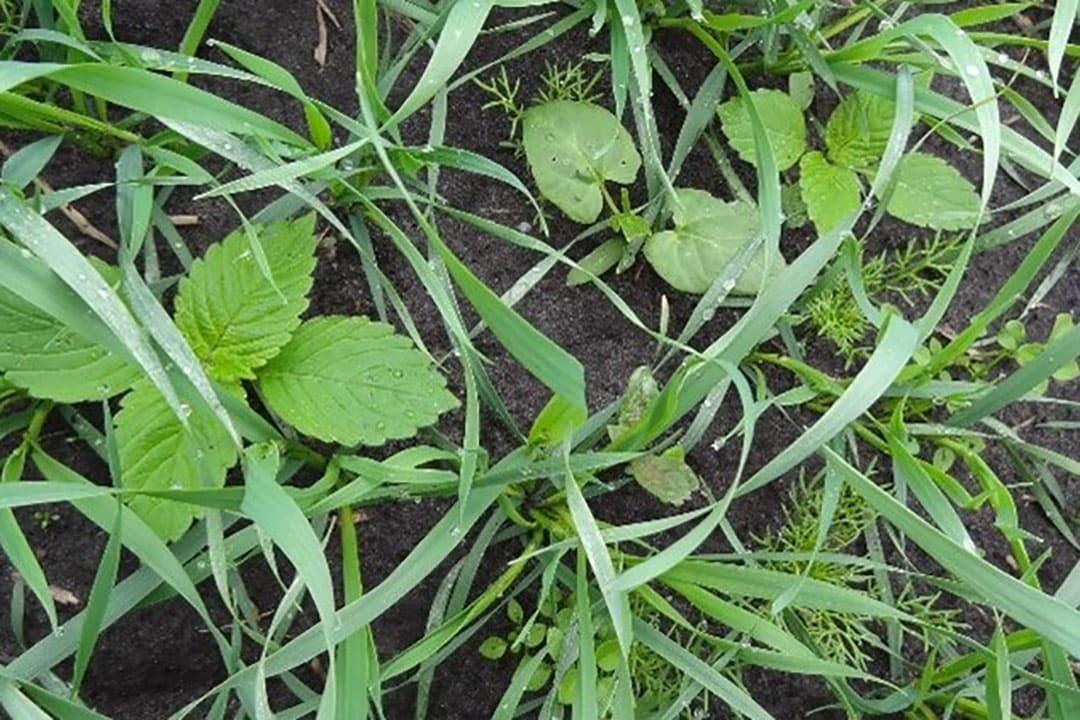 Enkele veel voorkomende onkruiden in zomergraan: hennepnetel, zwaluwtong, muur, kamille, perzikkruid. Andere veel voorkomende onkruiden in zomergraan zijn bijvoorbeeld melganzevoet, kleefkruid en aardappelopslag. Deze zijn te bestrijden met Pixxaro. - Foto: Corteva Agriscience