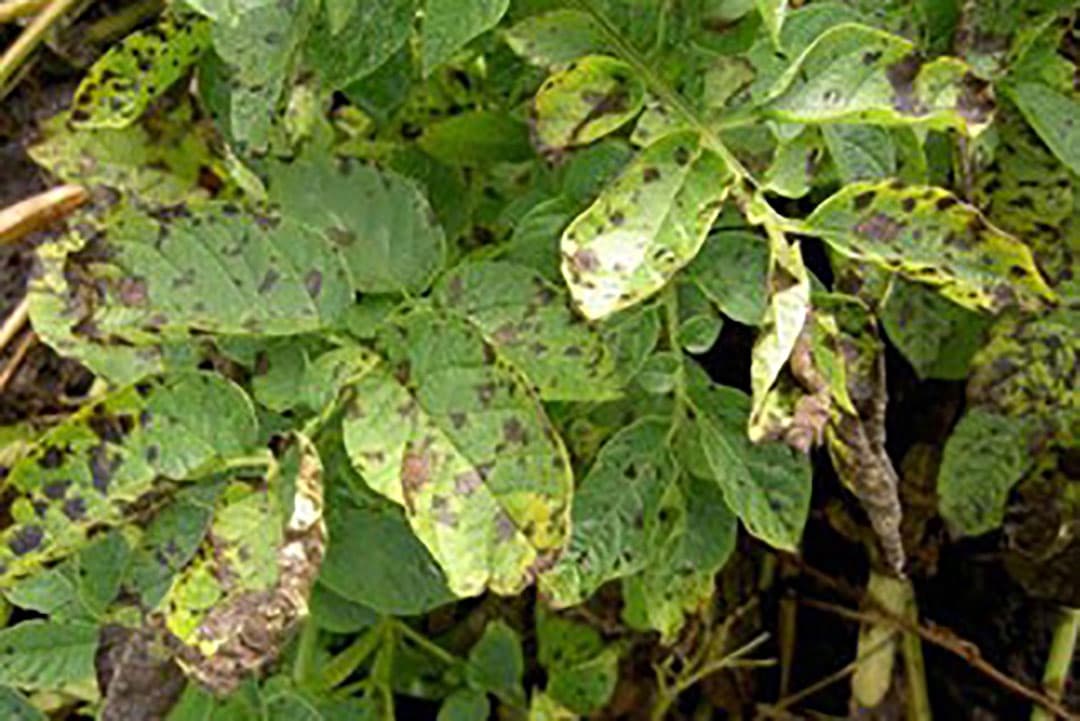 Schadebeeld van de in Nederland meest voorkomende alternaria-soort: Alternaria solani. - Foto: Bayer CropScience