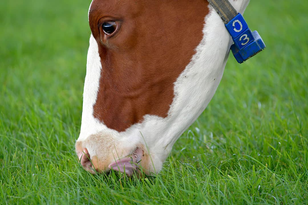 Foto: Cor Salverius Fotografie