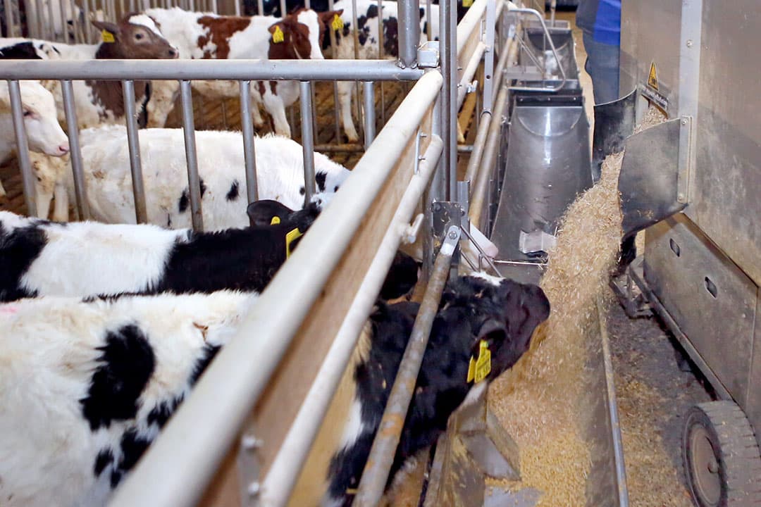 Het verstrekken van meer ruw- en krachtvoer aan blankvleeskalveren vult de structuurbehoefte van de kalveren beter in. Het levert vitalere en gezondere kalveren op met minder voerkosten en een historisch laag antibioticumgebruik. De voerbenutting is ook efficiënter. - Foto: Ton Kastermans