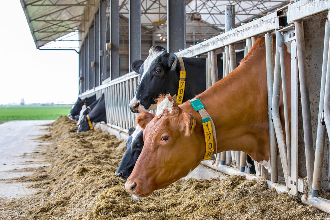 Het voedingsonderzoek op Dairy Campus leidde tot een betere voerefficiëntie en nieuwe fokwaarden voor voeropname en in de komende jaren ook voor methaanemissie. - Foto: Anne van der Woude