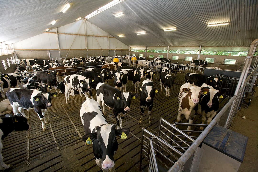 Foto: Koos Groenewold