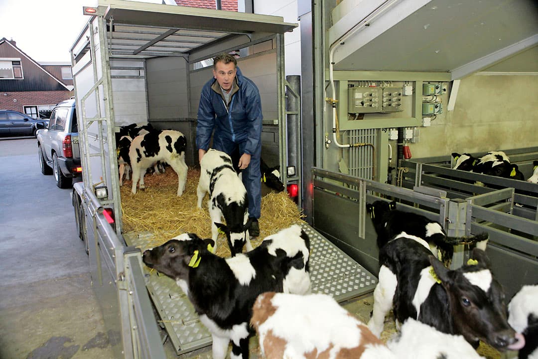 Kalveren op weg naar de mester.