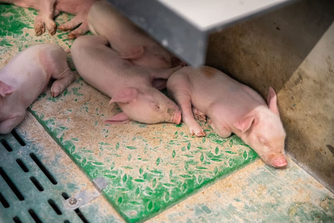 De elektrische verwarming in de mat zorgt voor een gelijkmatige verwarming van het biggennest. De mat is te koppelen aan de klimaatcomputer. - Foto: MS Schippers