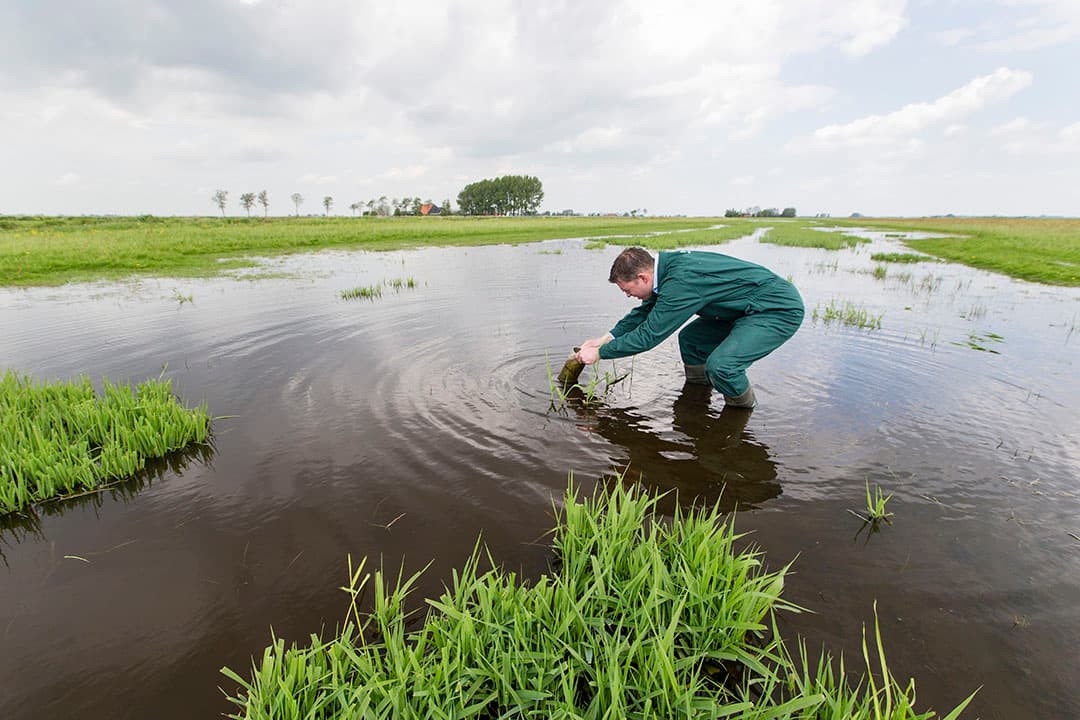 Plasdras beheer in het Friese Aldeboarn. - Foto: Anne van der Woude