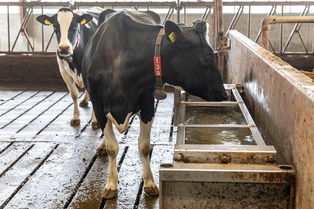 Als er zwerfstroom op de waterbak staat zie je dat koeien eerst met hun tong likken of op het water slaan voor ze durven drinken. - Foto's: Anne van der Woude