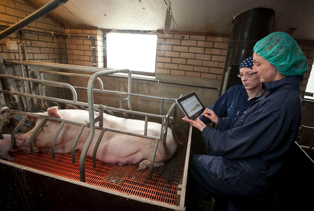 Varkensdierenartsen leggen observaties digitaal vast. Voor vragen die te maken hebben met infectieziekten of diagnostiek komen dierenartsen al snel bij dierenartsen uit de farmaceutische industrie terecht. - Foto: Koos Groenewold