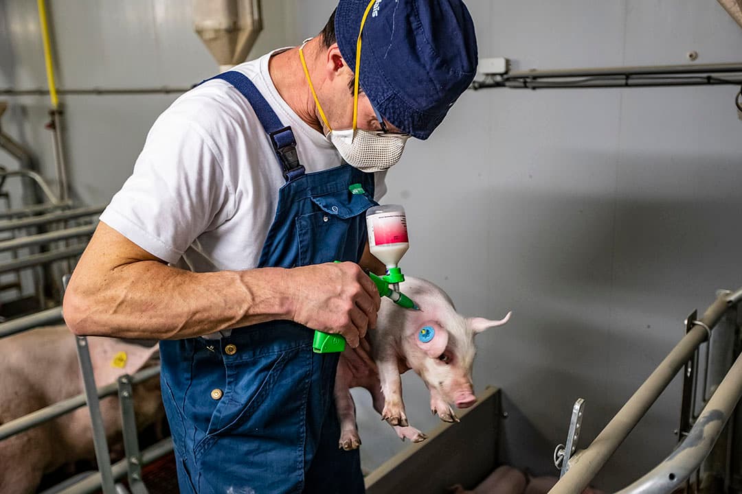 Een dierenarts aan het werk bij een varkenshouder. - Foto: Ronald Hissink