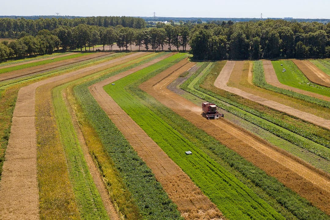 Wintertarwe op een strokenperceel. Standaardmechanisatie op stroken van 6 meter breed. Gangbare beregening en veldspuit komen in de volveldsteelt beter uit de verf dan op stroken. - Foto: Bert Jansen