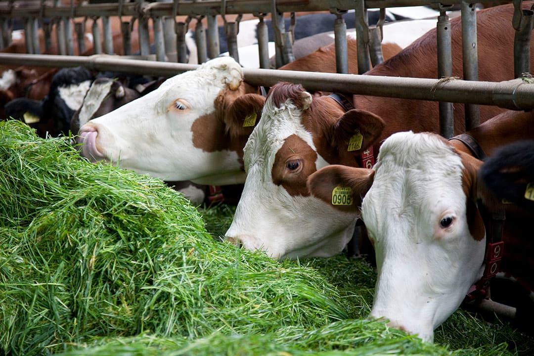 Koeien aan het voerhek. Smakelijk en goed verteerbaar gras geeft meer winst. - Foto: Jan Willem Schouten