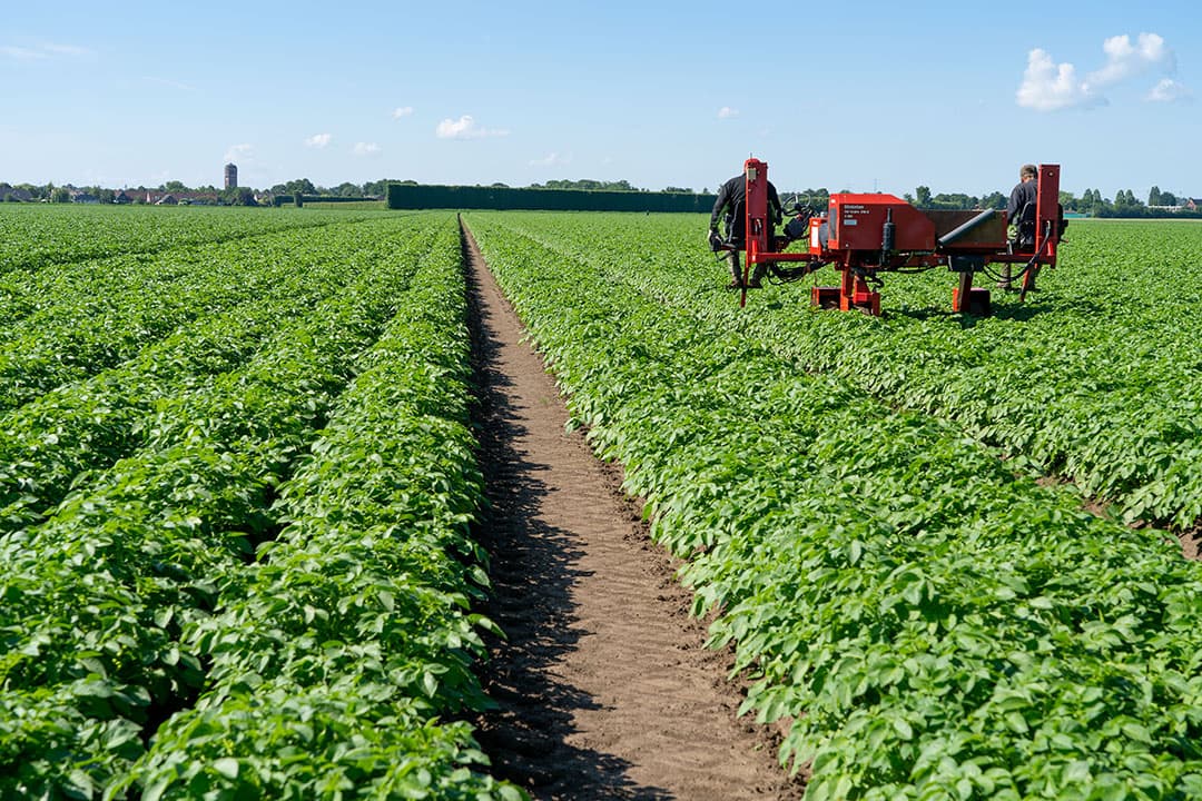 Selecteren van pootaardappelen. Zieke planten in het perceel lijken altijd nog de belangrijkste besmettingsbron. Daarom starten telers zo snel mogelijk met selecteren. - Foto: Jan Willem Schouten
