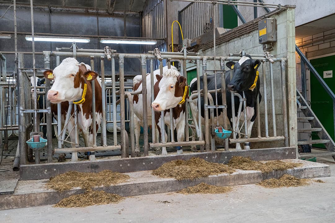 Op proefboerderij De Marke lopen Holsteins en de driewegkruisingen Holstein x Montbeliarde x Zweeds Roodbont. In de vergelijking zijn er kleine verschillen tussen beide groepen te zien in productie, gehaltes en vruchtbaarheid. - Foto's: Jan Willem Schouten